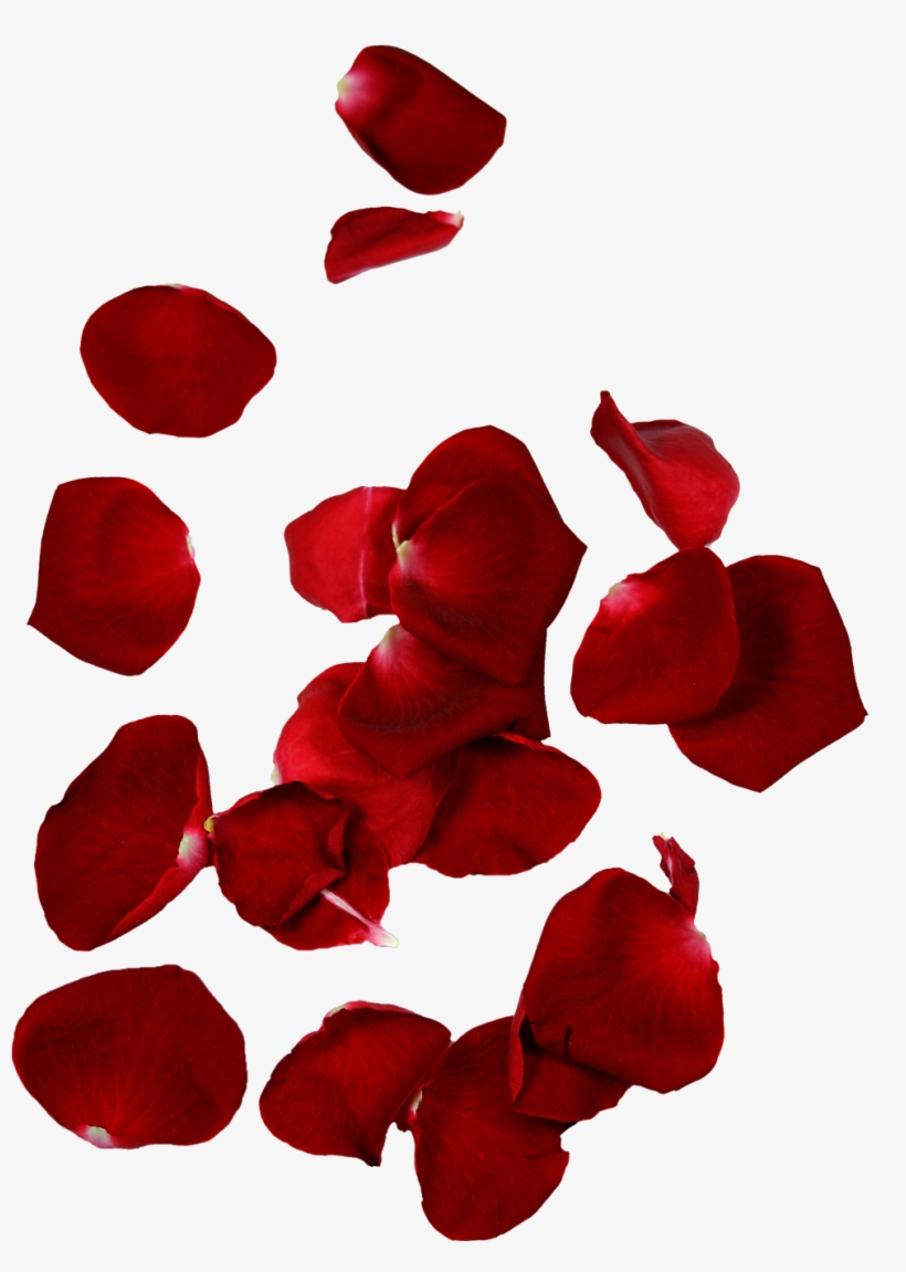 Hd Rose Petals - Rose Petal, transparent png #945100