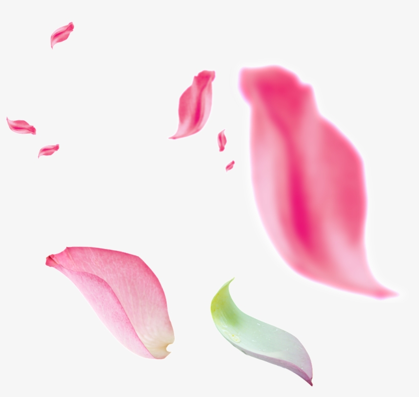 This Graphics Is Beautiful Floating Pink Petals Transparent - Petalos Rosa Png, transparent png #945109