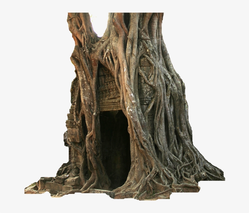 Old Hollow Tree - Ta Som, transparent png #945110