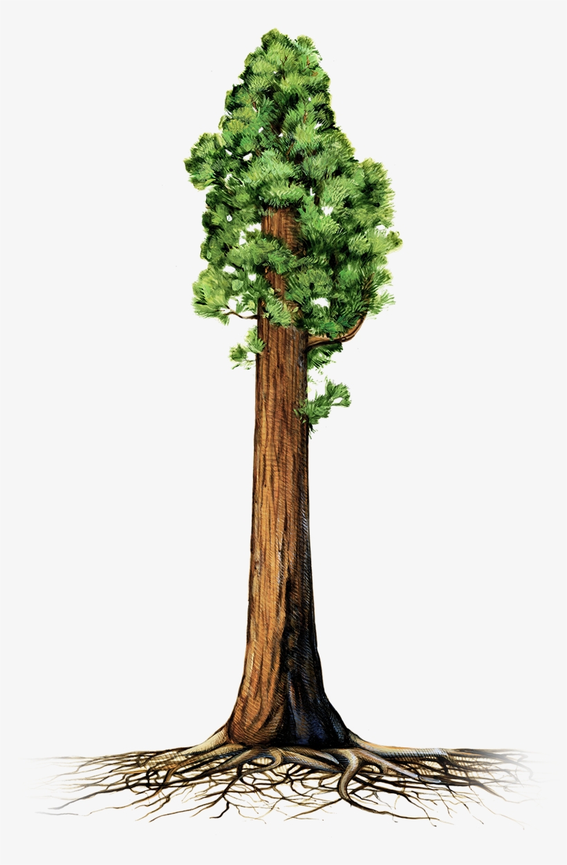 Are Giant Sequoia Trees Succumbing To Drought - Giant Redwood Tree Clipart, transparent png #945686