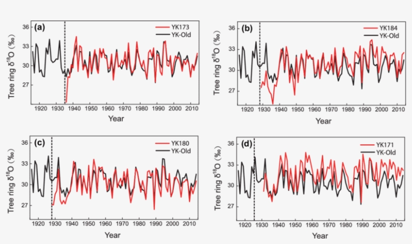 Tree Ring Δ 18 O Values From Young Trees And Old Trees - Diagram, transparent png #945710
