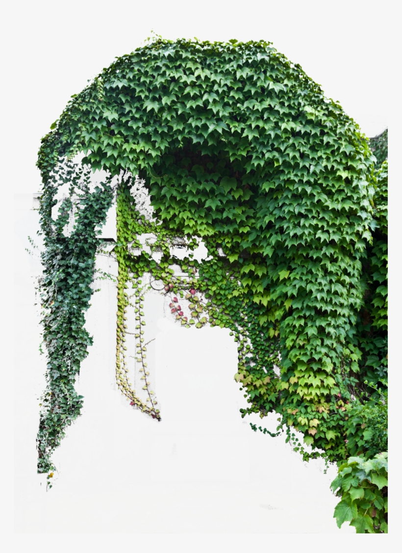 I Dug Out My Old Copy Of Pd Particles From Thebest3d - Old Plants Png, transparent png #945743