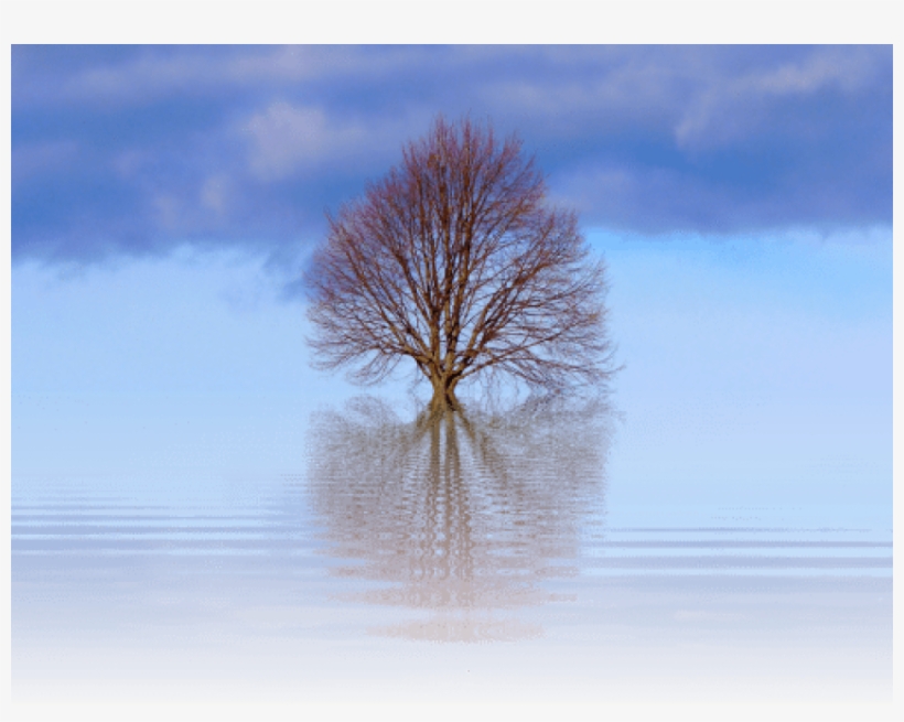 Tree,scrawny Tree,big Tree - Natur In Schwarzweiss Mauspad, transparent png #945766