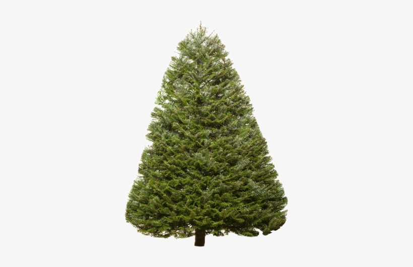 Christmas Trees Types Valley View Christmas Trees - Transparent Douglas Fir Tree, transparent png #945821