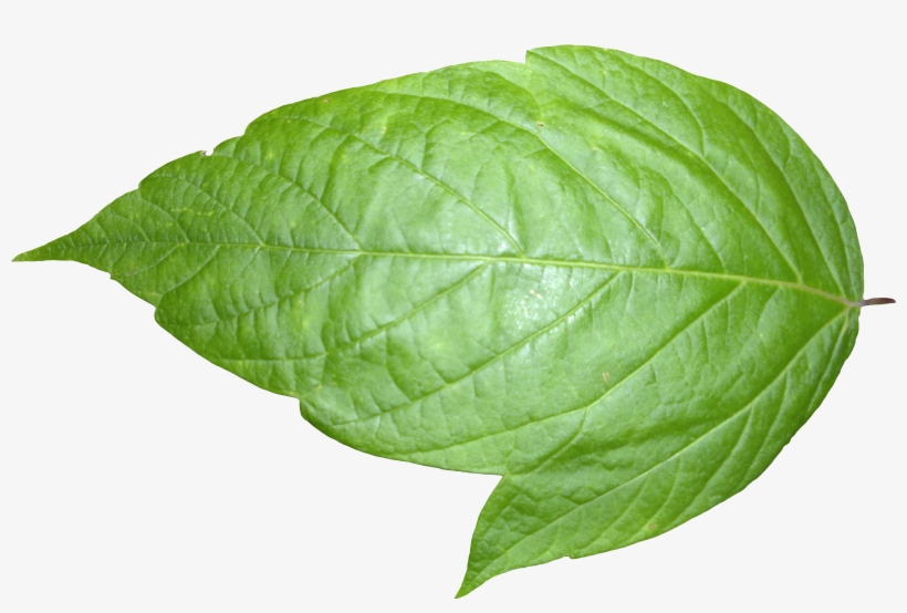 Plant Textures Leaf 06 Png Liberated Pixel Cup Tree - Leaf Png, transparent png #945972