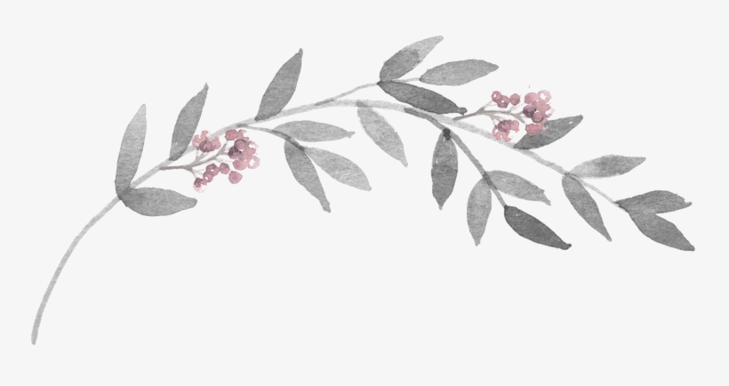 Vector Graphic On Pixabay Cauliflower Gratin - Rosa Glauca, transparent png #946185