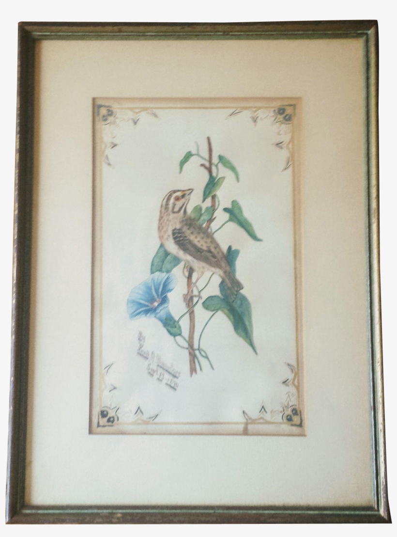 Antique Watercolor Sparrow On Morning Glory Artist - Art, transparent png #947414