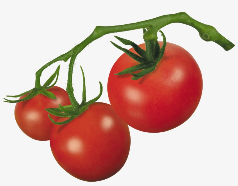 Vector Royalty Free Library Crude Drawing Tomatoes - Tomato On Vine Clipart, transparent png #947656