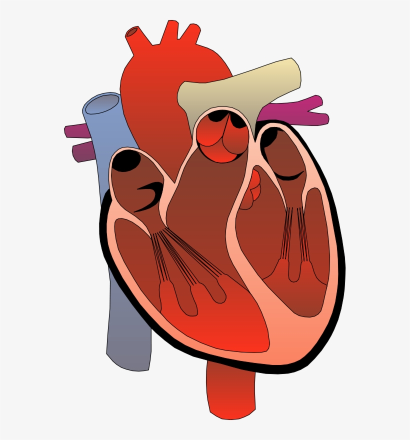 Realistic Heart Png Free - Heart Anatomy Clipart, transparent png #947686