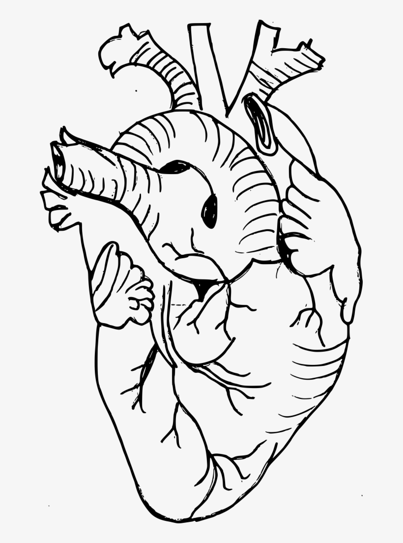 2 Real Heart Drawing - Real Heart Drawing, transparent png #947912