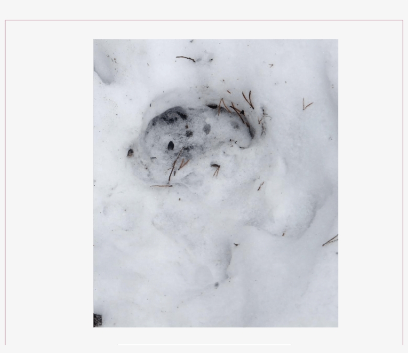 Boreal Woodland Caribou Track In Snow - Boreal Woodland Caribou, transparent png #947914