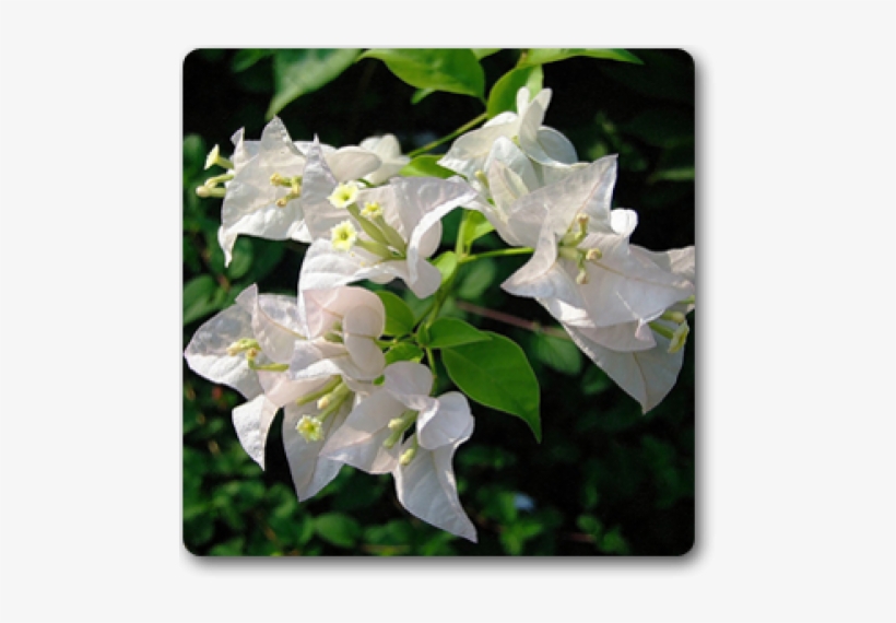 Bougainvillea Flower - Indoor Bougainvillea White, transparent png #948322