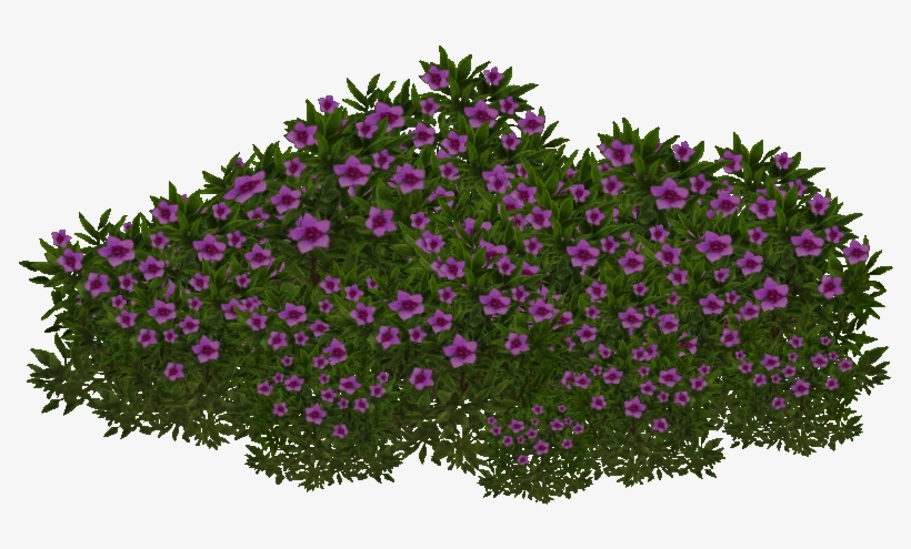 Purple Saxifrage - Saxifraga Oppositifolia, transparent png #948344