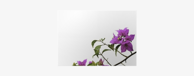 Bougainvillea, transparent png #948433