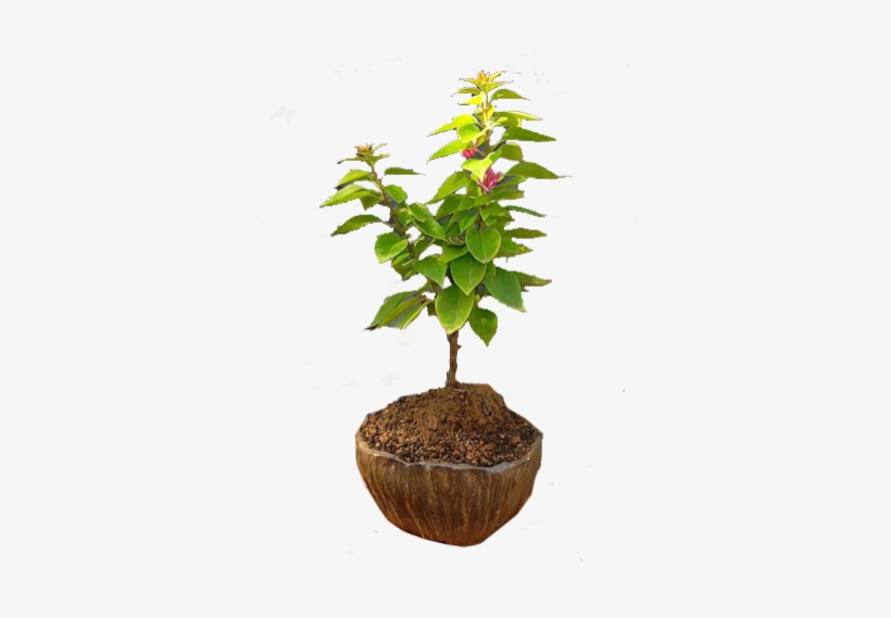 Houseplant, transparent png #948461