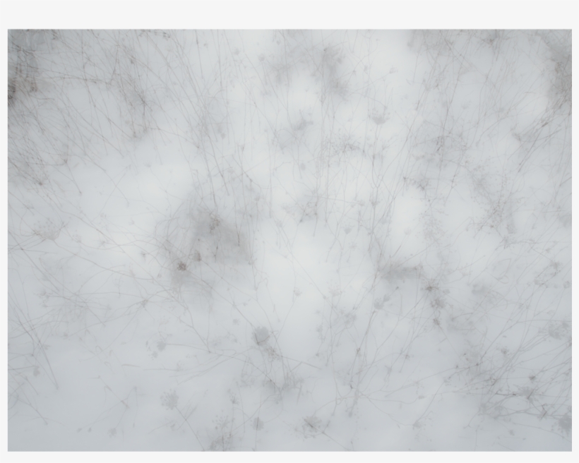 Grass In Snow, Web - World Wide Web, transparent png #948579