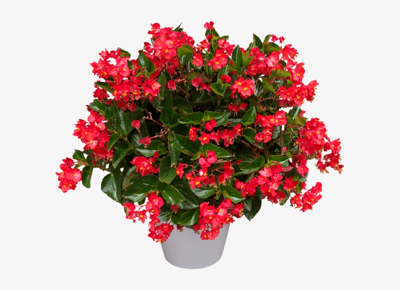 Rex Begonia - Begonia Png, transparent png #948632
