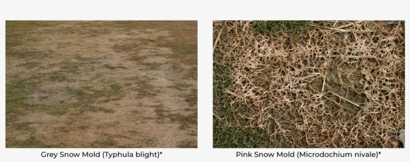 Grey Snow Mold And Pink Snow Mold - Lawn, transparent png #948679