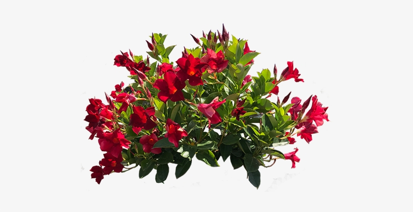 Mandevilla - Bouquet, transparent png #948700