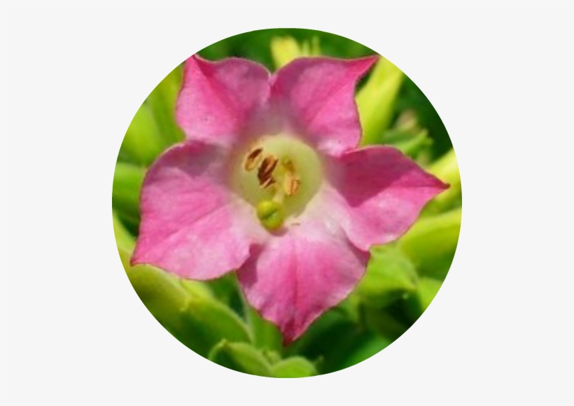 Nicotiana Tabacum, transparent png #948795