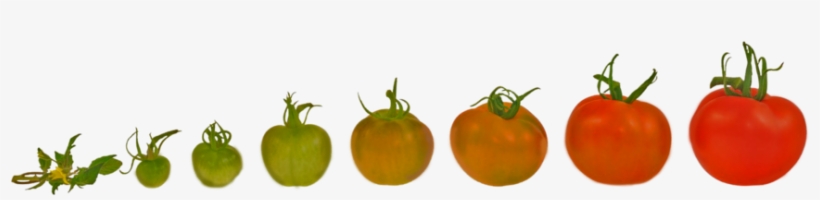 Tomatoes - Agriculture, transparent png #948942