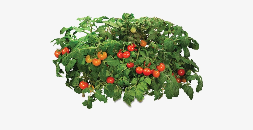 Source - - Aerogrow Golden Harvest Cherry Tomato Seed Kit, transparent png #948946