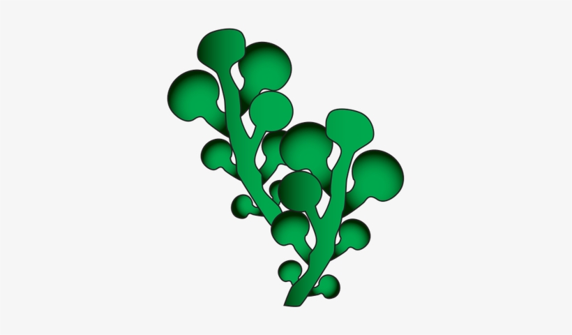 Caulerpa Racemosa - Seaweeds Clip Art, transparent png #949104