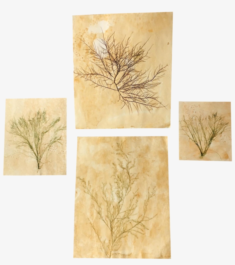 Blackwell Botanicals Natural Pressed Green Seaweed, - Seaweed, transparent png #949129