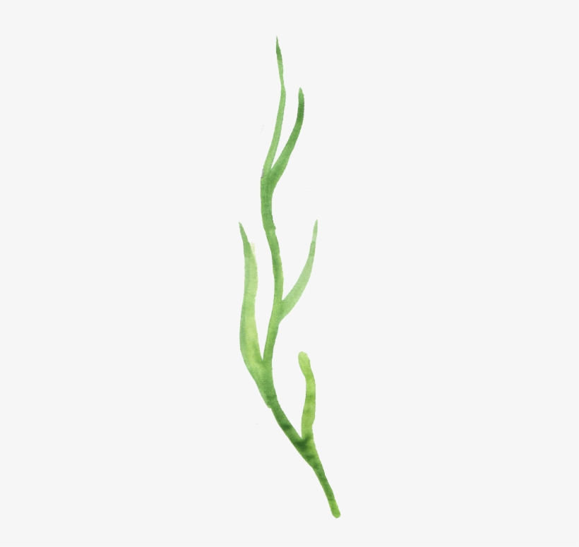 Ftestickers Flowers Stem Greenery Watercolor - Aloe, transparent png #949291