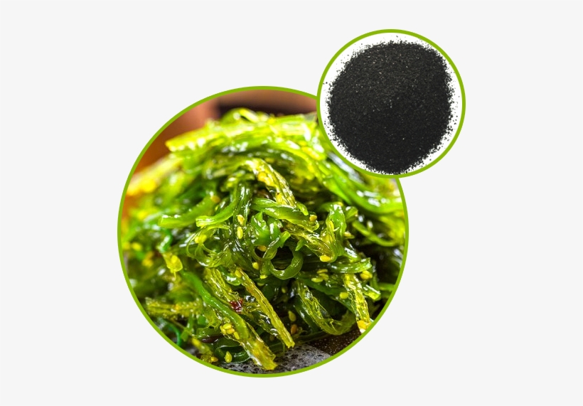 Seaweed Extract - Seaweed, transparent png #949442