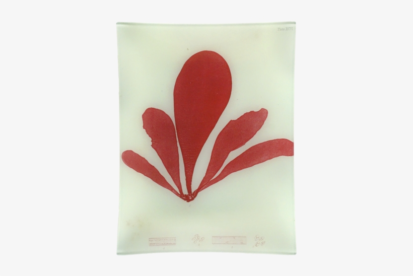 #9 Seaweed - Giclee Painting: Bradbury's Schizymenia Edulis, 48x36in., transparent png #949443