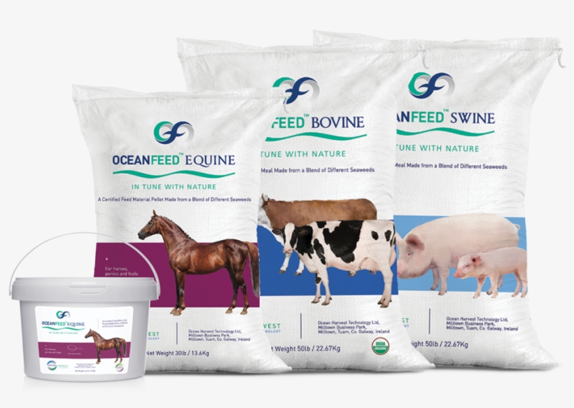 Ocean Harvest Technology Limited, Its Agents, Distributors, transparent png #949490