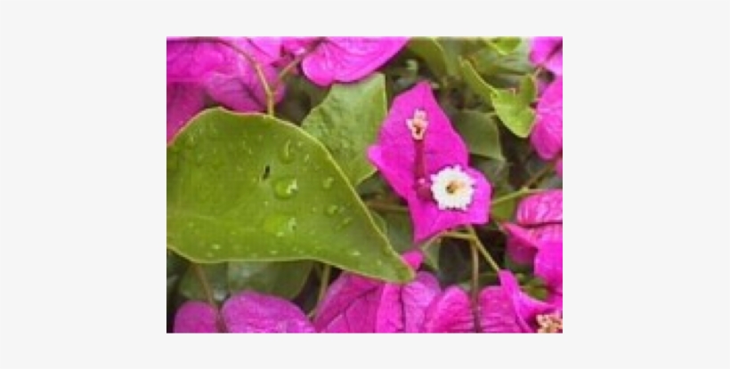 Bougainvillea - Bougainvillea In The Rainforest, transparent png #949604