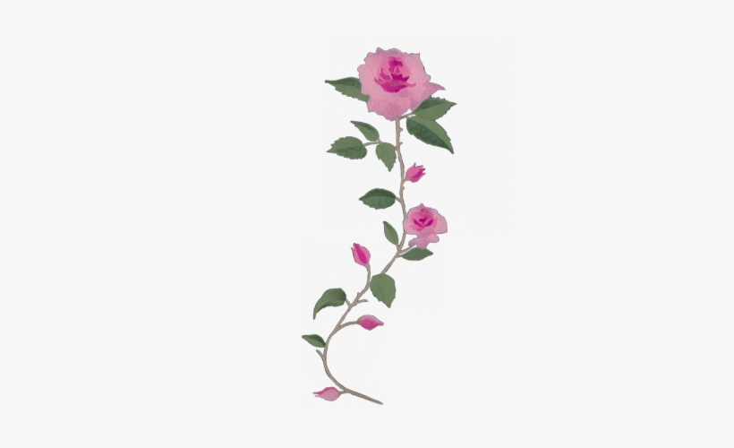 Delores Sperling - Long Stem Pink Roses Png, transparent png #949676