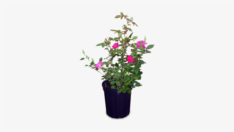 Bougainvillea, transparent png #949747