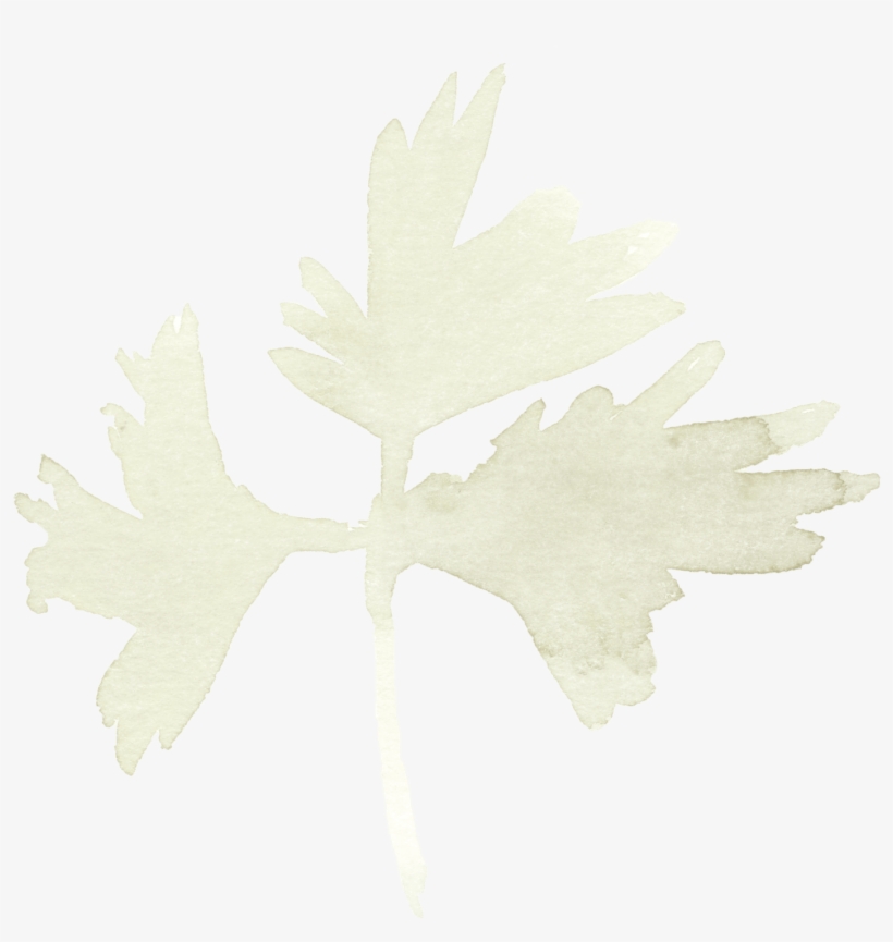 Maple Leaf, transparent png #9401457