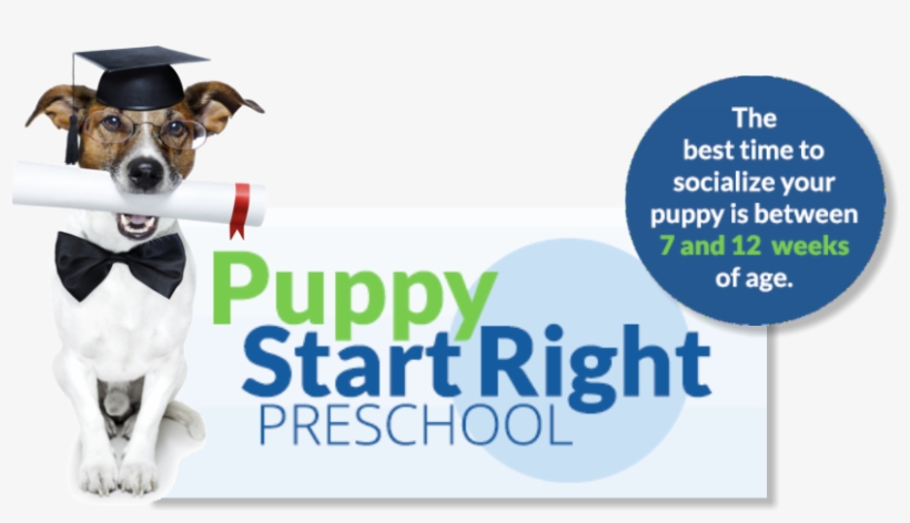 Get Details - Miniature Fox Terrier, transparent png #9402960