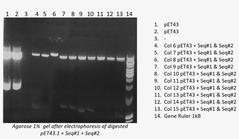 Agarose Gel 1% After Electrophoresis Of Digested Pbr322, - Monochrome, transparent png #9403821