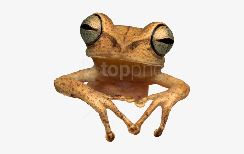 Free Png Download Toad Frog Png Images Background Png - Wood Frog Transparent Background, transparent png #9404783