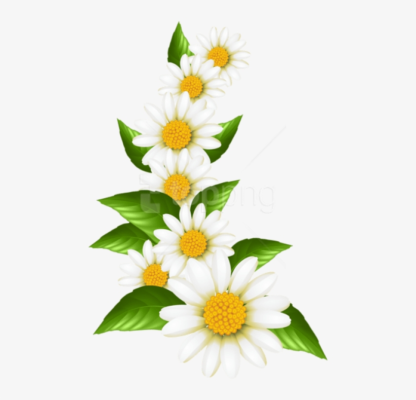 Free Png Download Daisies Decoration Transparent Clipart - Transparent Daisies, transparent png #9405612