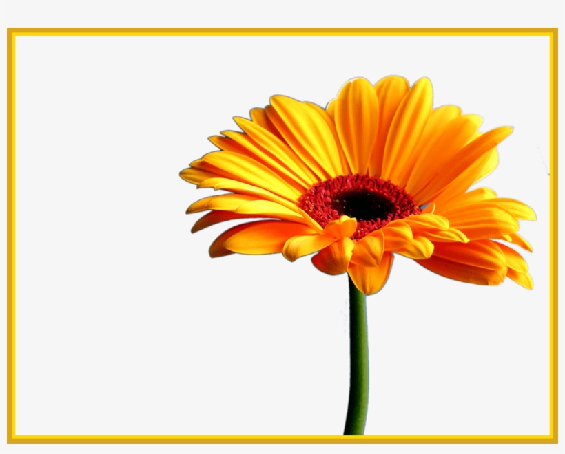 Best Orange Gerbera Daisy No Clipart Stickers - Transparent Gerber Daisies Png, transparent png #9405650