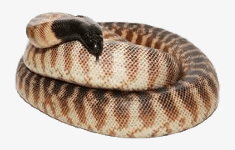 Free Png Download Black Headed Python Png Images Background - Python, transparent png #9406081