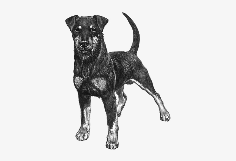 German Hunting Terrier - German Hunting Terrier Drawing, transparent png #9409151
