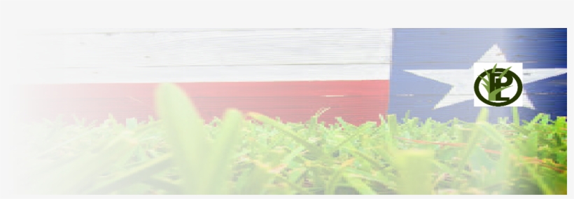 Grass, transparent png #9409152