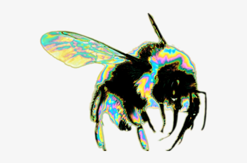 Drawn Spider Web Transparent Tumblr - Bee Png, transparent png #9409248