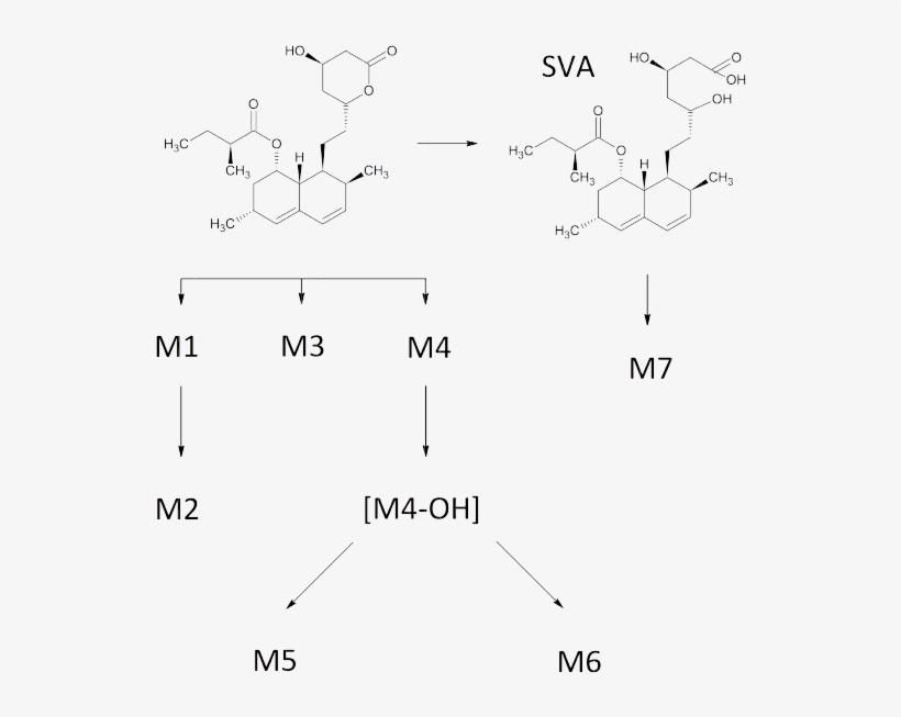 Simvastatin Metabolic Pathway - Simvastatin Metabolism Pathway, transparent png #9414064