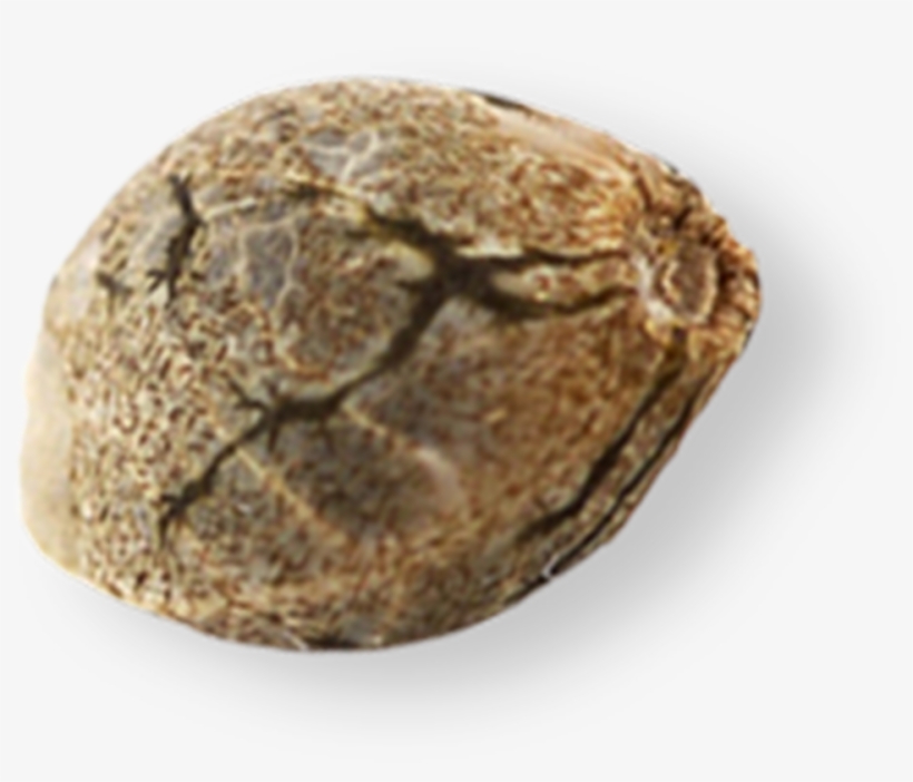 Mendocino Farms Marijuana Seeds - Cannabis Seed Png, transparent png #9414824
