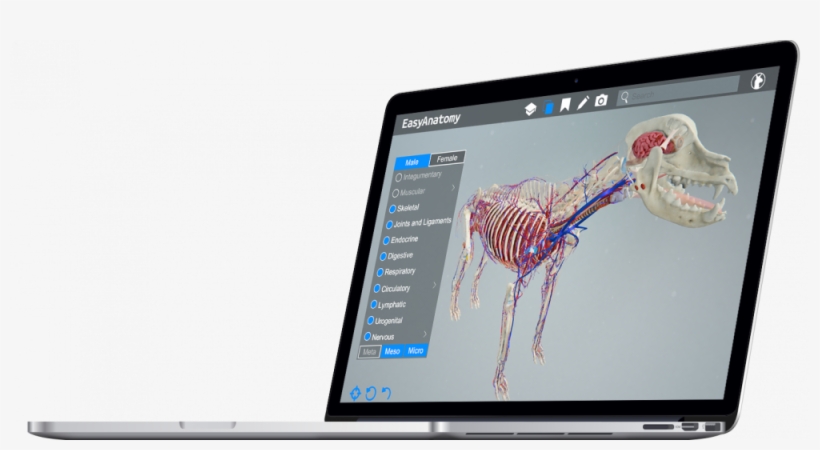 Ea On Macbook Pro E1488823025529 - Skull, transparent png #9415372