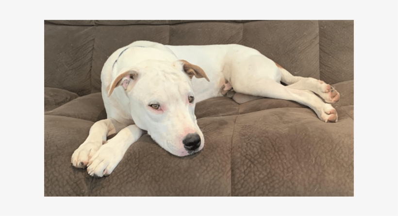 Photo Of Casper - Guard Dog, transparent png #9415601