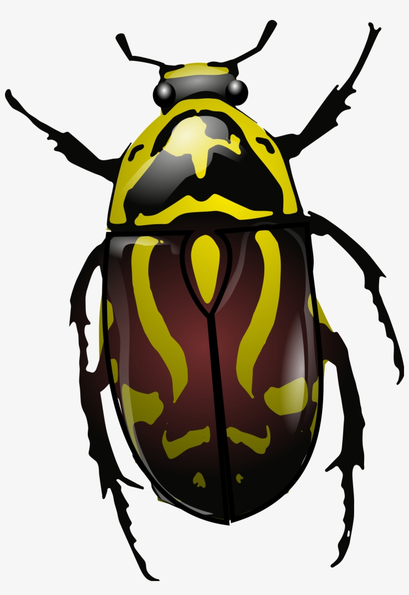 Open Pluspng - Com - Beetle Png - Fiddler Beetle, transparent png #9415638
